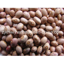 Huanan Skb Speckled Kidney Bean (ROUND)